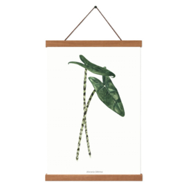 Planten poster - Alocasia Zebrina