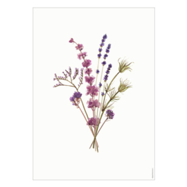 Droogbloemen poster -  Lavendel