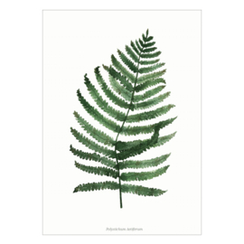 Planten poster - Varen