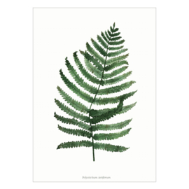 Kaart A6 - Polystichum Aetiferum (6 stuks)