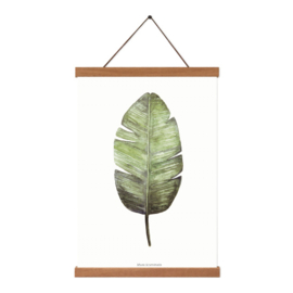 Planten poster - Musa Acuminata