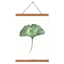 Planten poster - Ginkgo Biloba