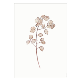 Droogbloemen poster - Lunaria Annua