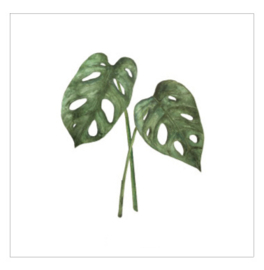 Cadeaukaartje - Monstera Obliqua (6 stuks)