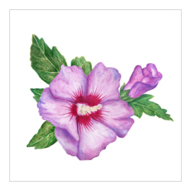 Cadeaukaartje - Hibiscus (6 stuks)