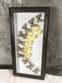 Vintage schilderij met opgezette vlinders 3D