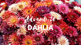 Adventskalender '26 - Dahlia - Garen