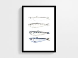 Vissen in 4 fases - Poster