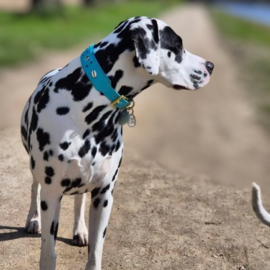 HALSBAND - MY VALENTINE BOLD IN BLUE - dalmatiër print