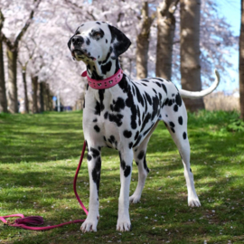 HALSBAND - MY VALENTINE BUBBLEGUM PINK - dalmatiër print