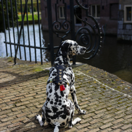 TUIG HEARTBEAT GOLD - meer designs mogelijk