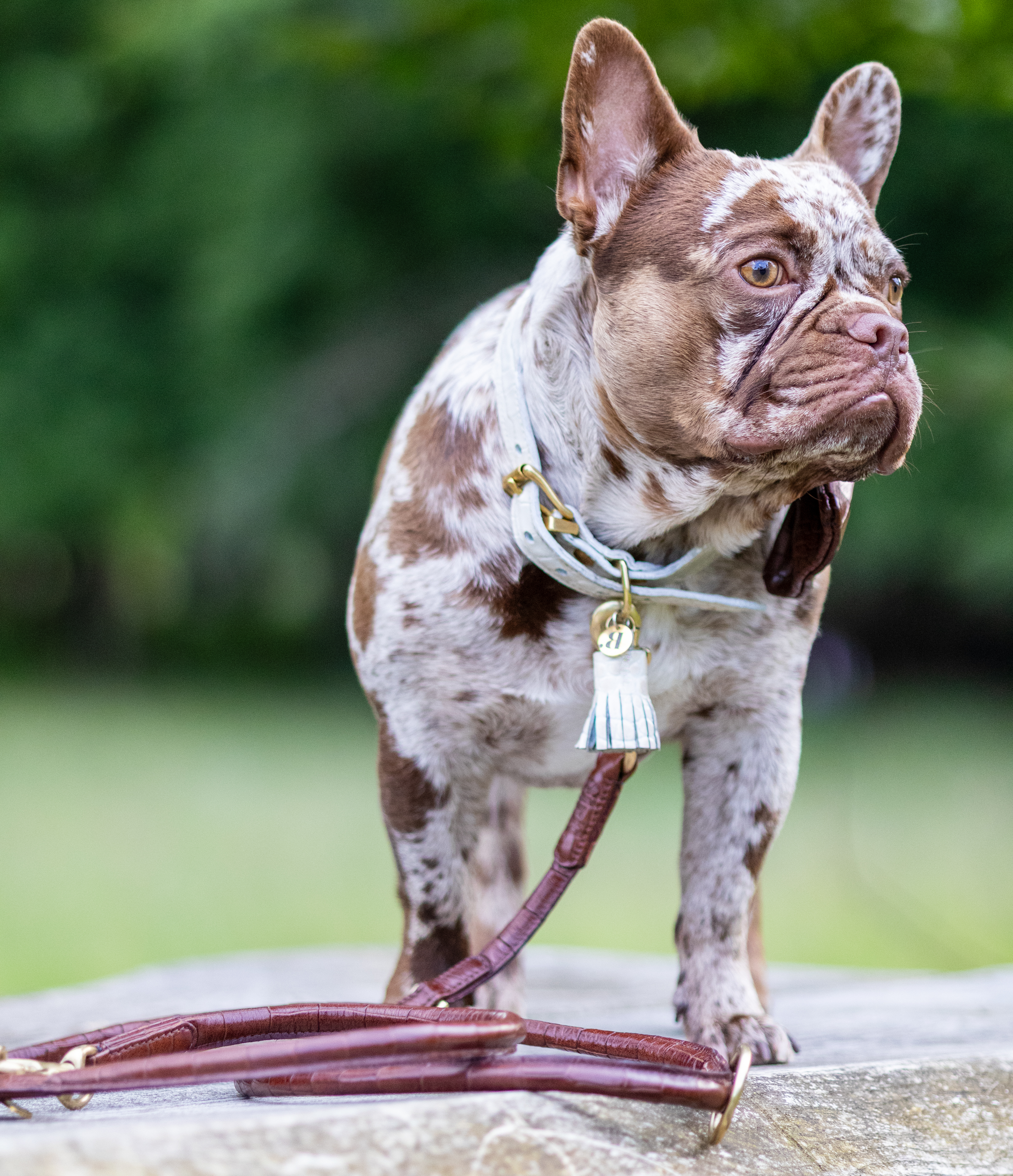 LEATHER LEASH - CROCO BROWN
