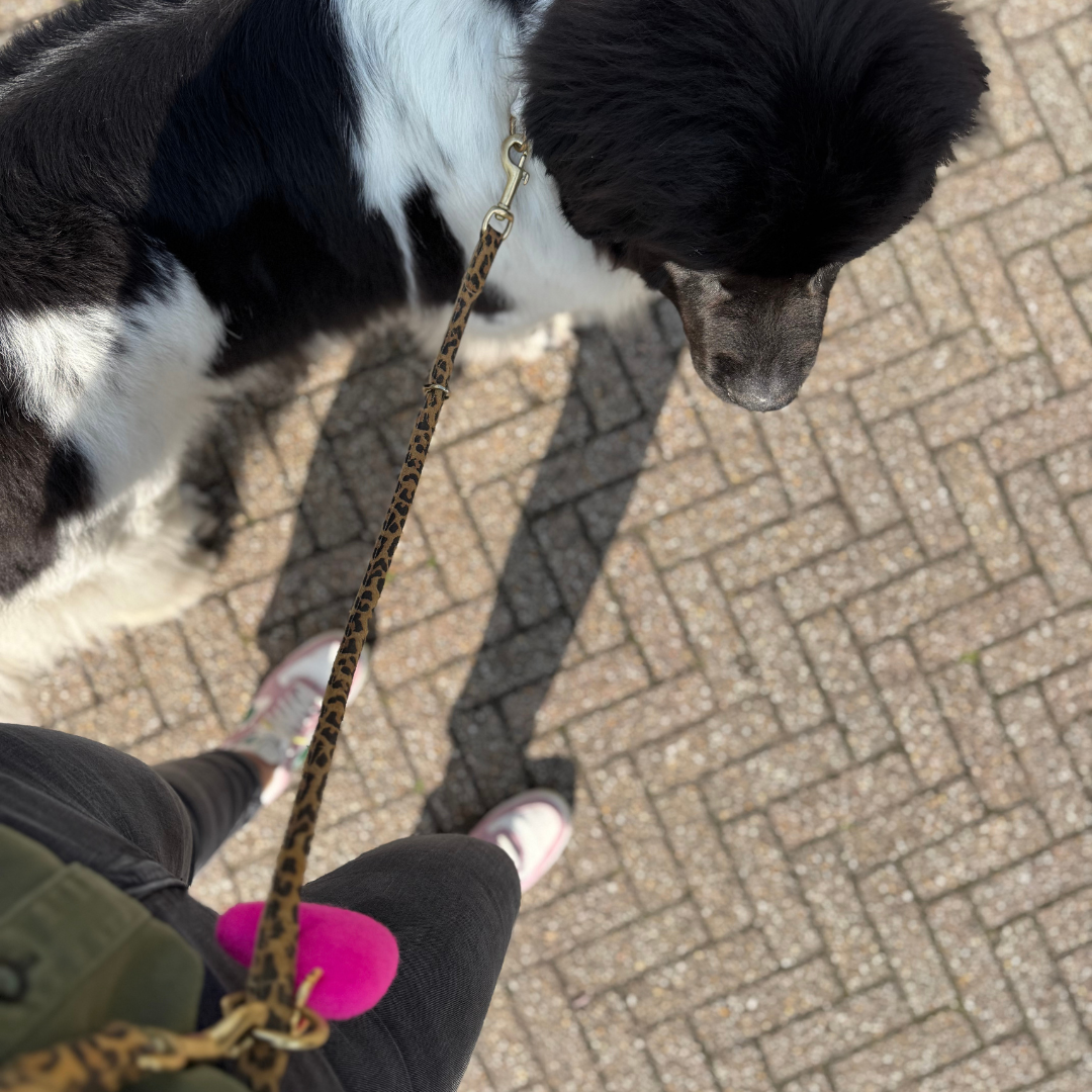 LEATHER LEASH - SUEDE LEOPARD