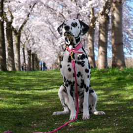 HALSBAND - MY VALENTINE BUBBLEGUM PINK