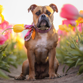 HALSBAND - MY VALENTINE LOVELY LILA