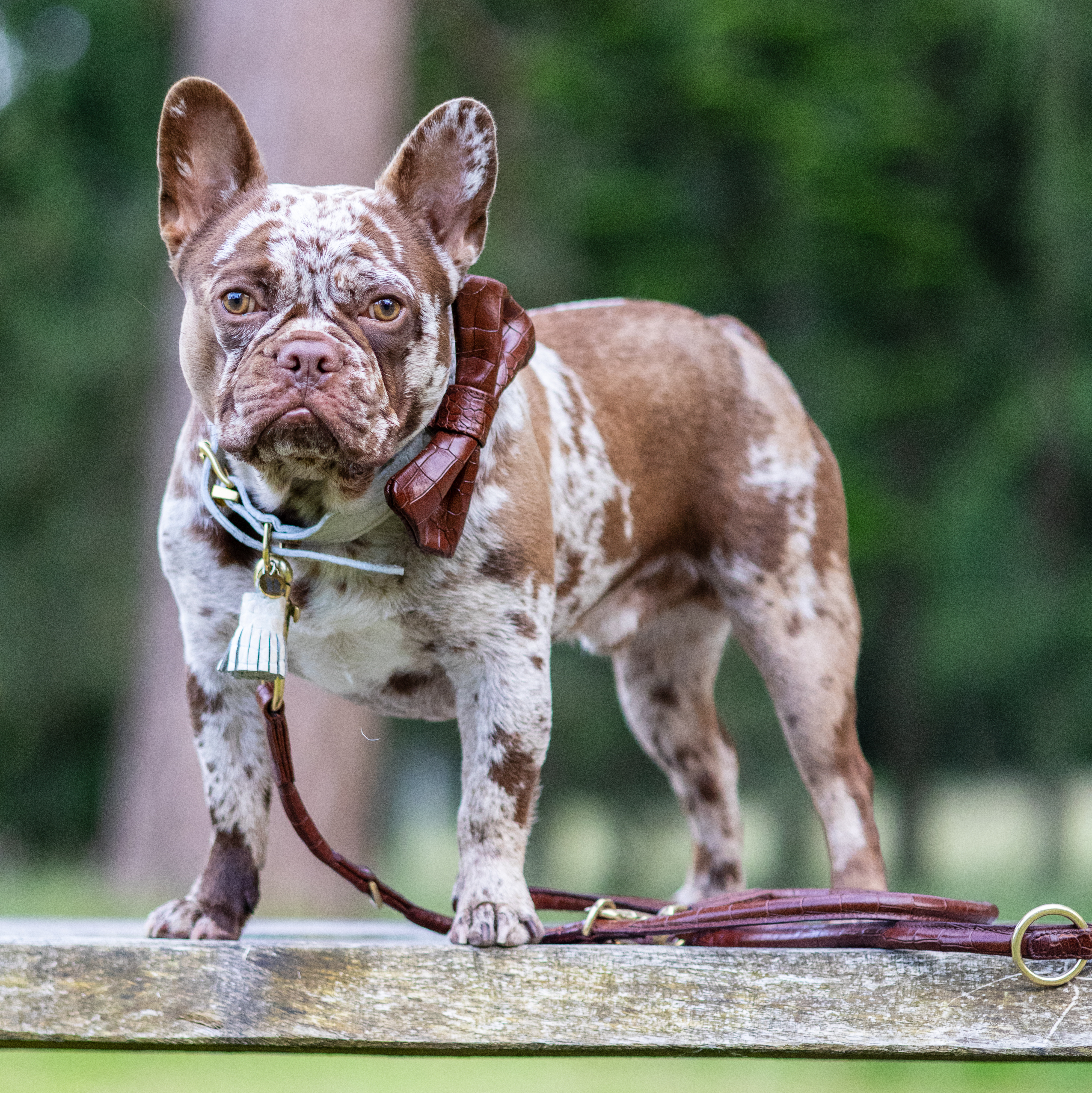 LEATHER LEASH - CROCO BROWN