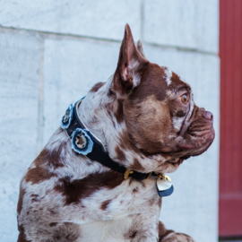 HALSBAND - DUTCHIE IN DENIM