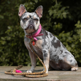 HALSBAND - MY VALENTINE BUBBLEGUM PINK - panter print