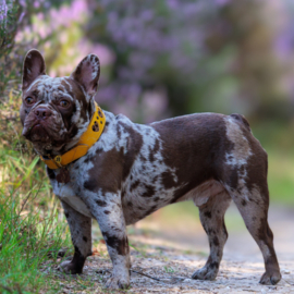 HALSBAND - MY VALENTINE SUNNY IN YELLOW