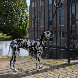 TUIG HEARTBEAT GOLD - meer designs mogelijk