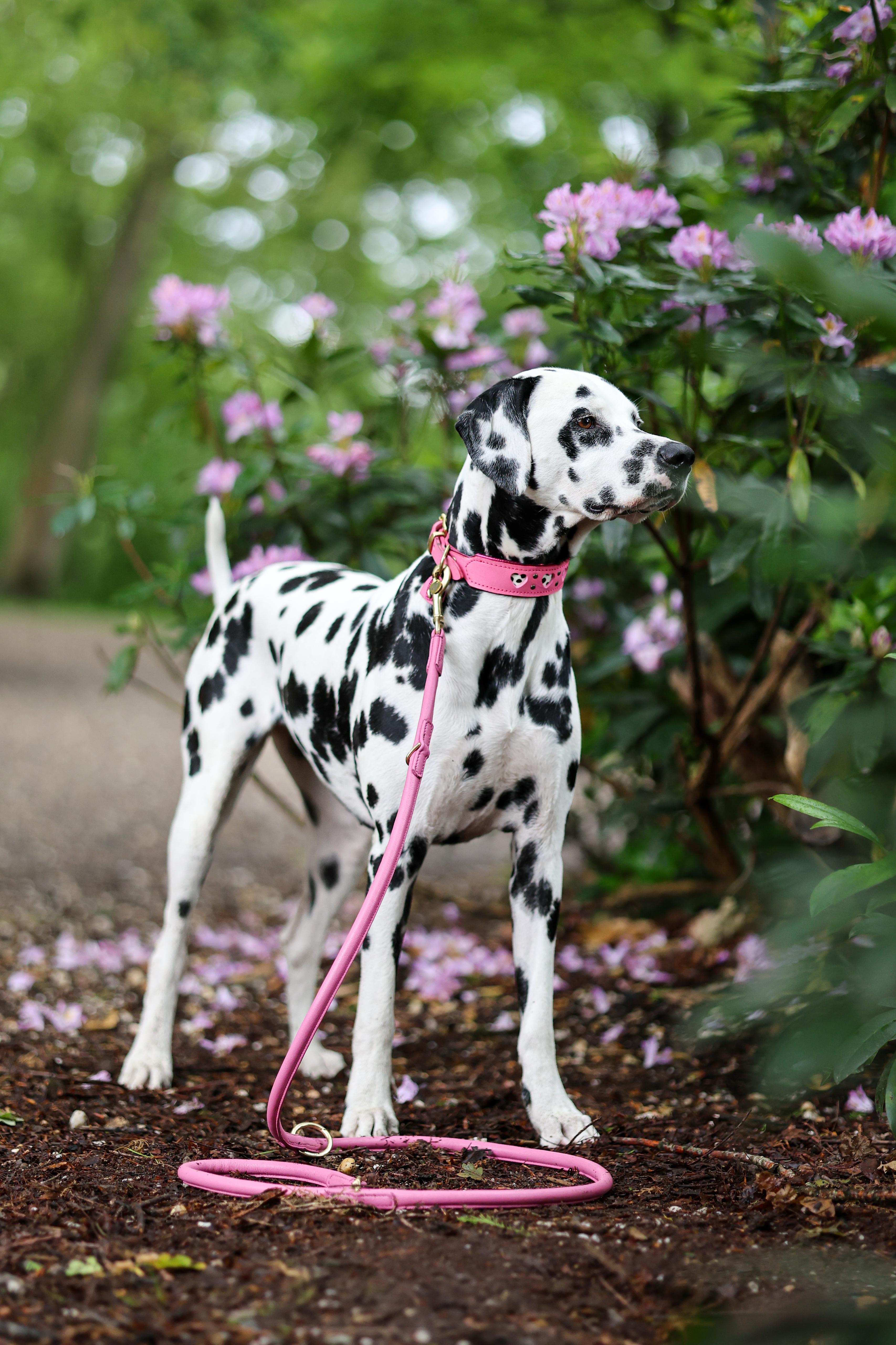 LEATHER LEASH - BUBBLEGUM PINK