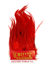 Whiting Bugger Pack White dyed Red