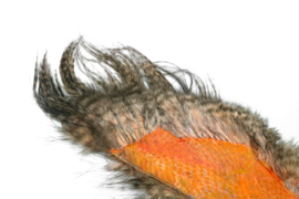Whiting Bird Fur