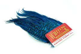 Whiting Bugger Pack Grizzly dyed Kingfisher Blue