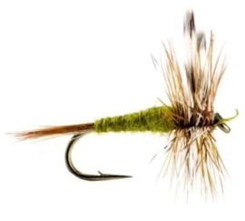 Adams Olive