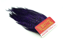 Whiting Bugger Pack Grizzly dyed Purple