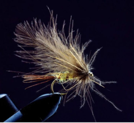 CDC Mayfly  #8