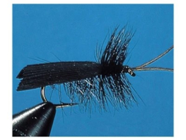 Black Sedge