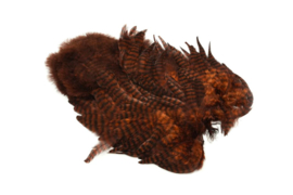 Whiting Rooster SH/C