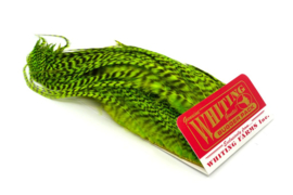 Whiting Bugger Pack Grizzly dyed Fluo Green Chartreuse