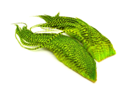 Whiting Bugger Pack Grizzly dyed Fluo Green Chartreuse