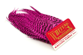 Whiting Bugger Pack Grizzly dyed Pink