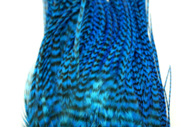 Whiting Bugger Pack Grizzly dyed Kingfisher Blue