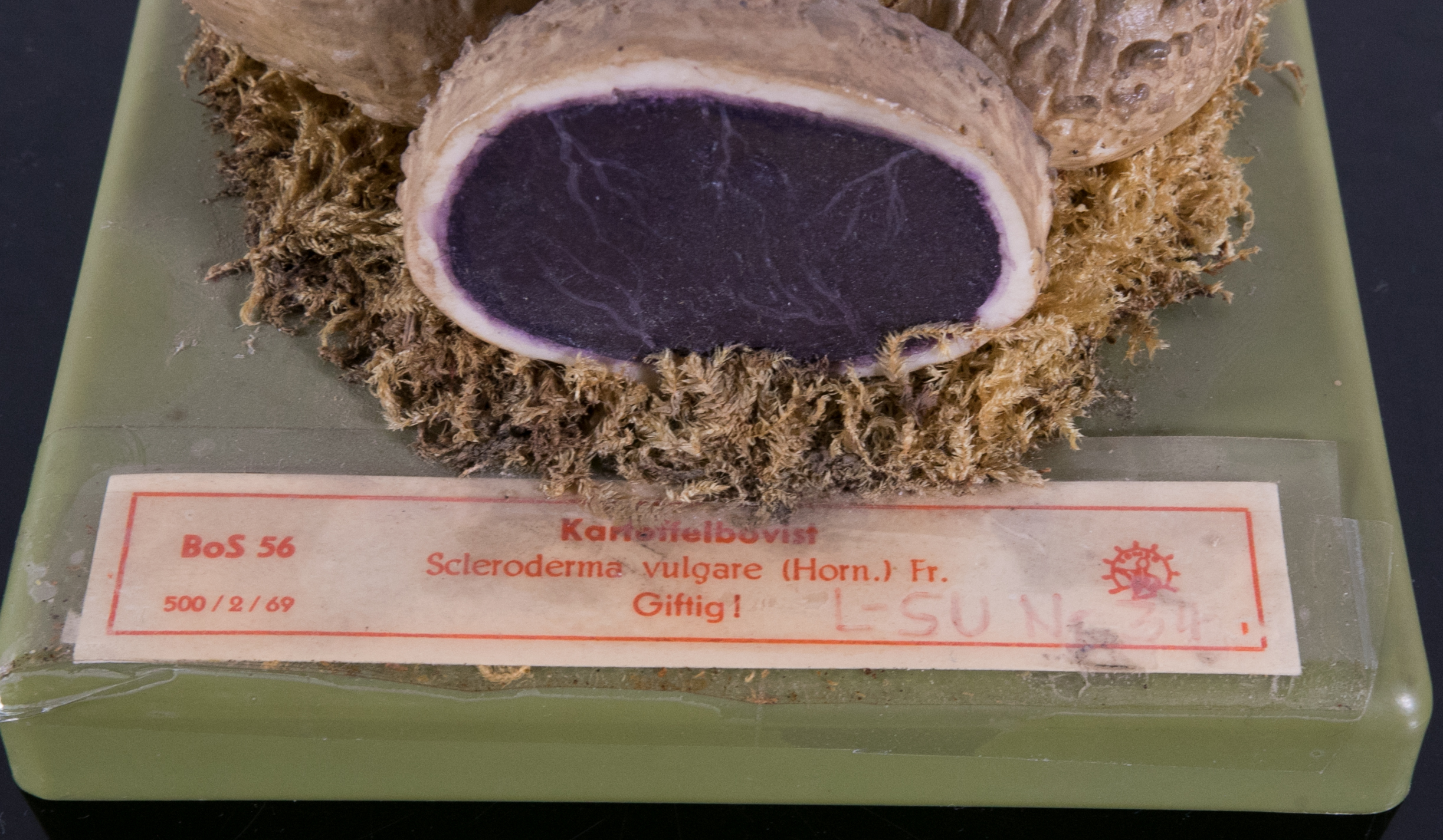 Sclederma Vulgare