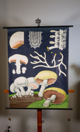 Champignon Litho