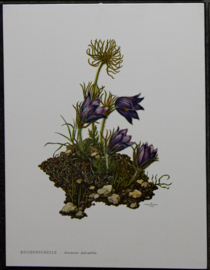 4 Schoolplaatjes    Botanisch  5