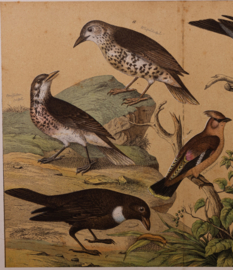 Schreiber Pestvogel, Beflijster, Goudvink en Appelvink