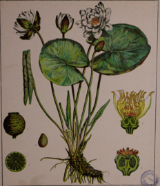 Botanisch  3
