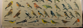 Zangvogels 2