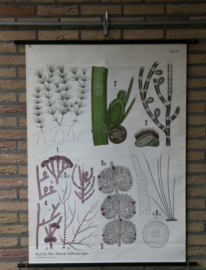 Zoetwateralgen nr 6