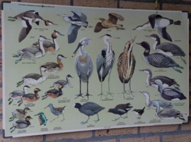 Watervogels