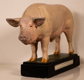 Varken Groot-Yorkshire