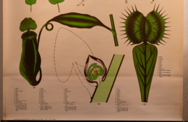 Het blad