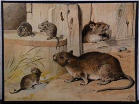 Muizen en Ratten