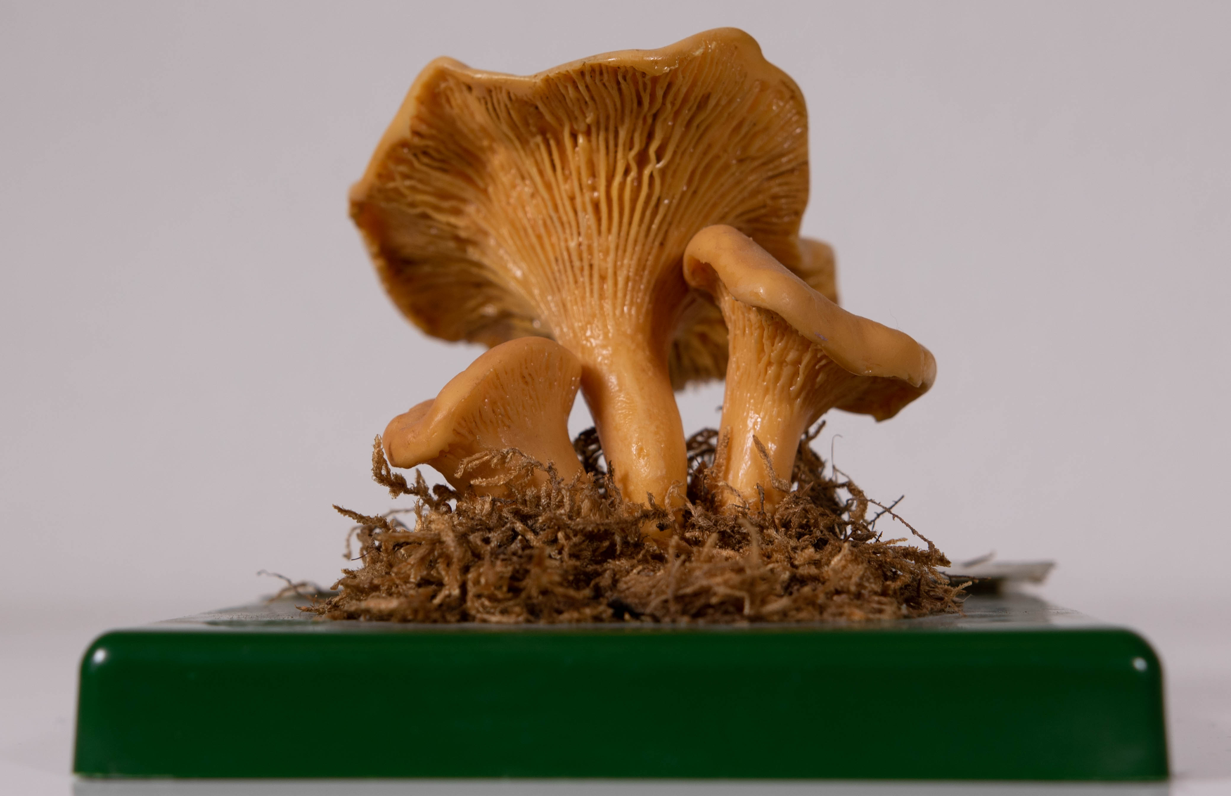 Cantharellus Cibarius