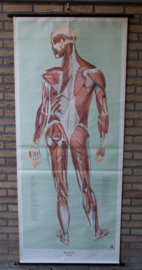 Spieren achterzijde